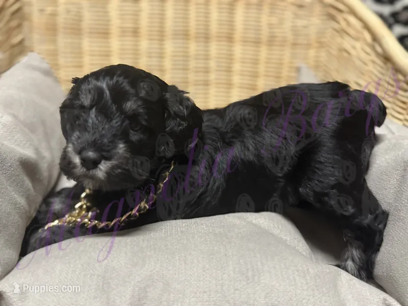Tommy  – Miniature Schnauzer puppy for sale in Marrero, LA