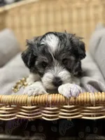 Chuckie, a male Miniature Schnauzer for sale in Marrero, LA – 10 of 10