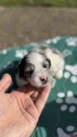 Rafiki, a male Miniature Schnauzer for sale in Marrero, LA – 1 of 3