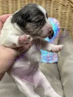 Sandy, a female Miniature Schnauzer for sale in Marrero, LA – 8 of 10