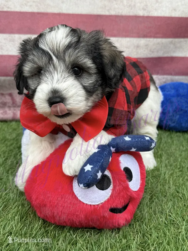 Chuckie – Miniature Schnauzer puppy for sale in Marrero, LA