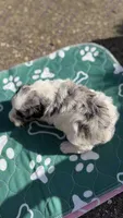 Rafiki, a male Miniature Schnauzer for sale in Marrero, LA – 3 of 3