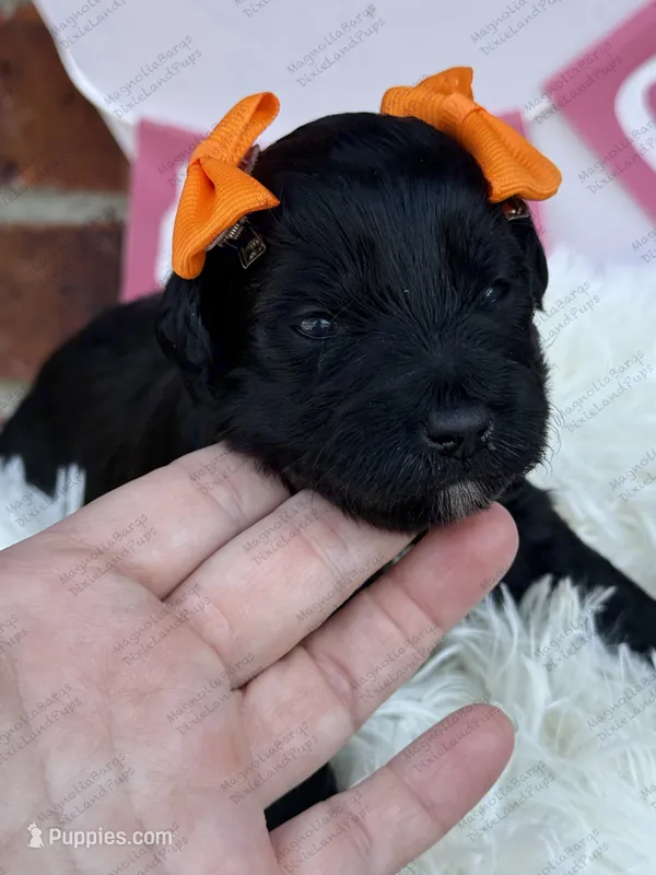 Rizzo – Miniature Schnauzer puppy for sale in Marrero, LA