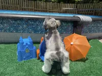 Chuckie, a male Miniature Schnauzer for sale in Marrero, LA – 7 of 10