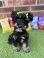 Susie, a female Miniature Schnauzer for sale in Marrero, LA – 5 of 10
