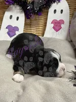 Kenickie, a male Miniature Schnauzer for sale in Marrero, LA – 8 of 9