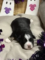 Kenickie, a male Miniature Schnauzer for sale in Marrero, LA – 2 of 9