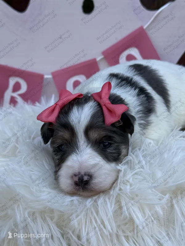 Sandy – Miniature Schnauzer puppy for sale in Marrero, LA