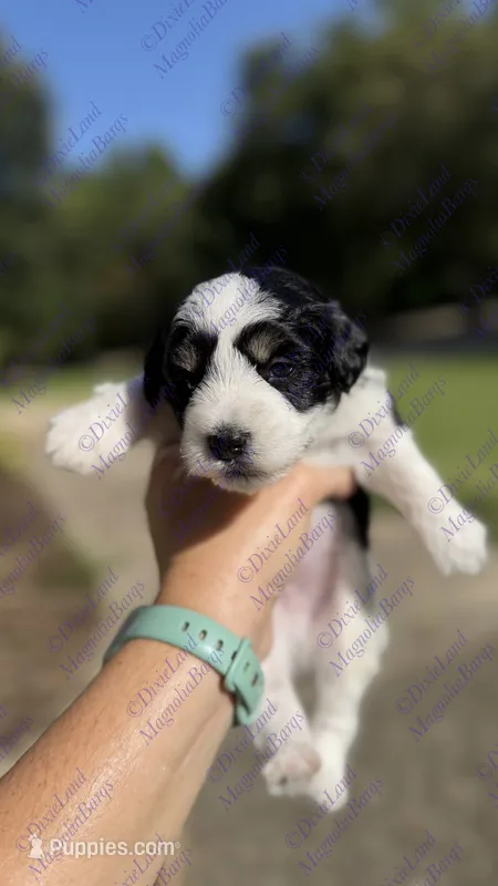 Simba – Miniature Schnauzer puppy for sale in Marrero, LA