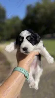 Simba, a male Miniature Schnauzer for sale in Marrero, LA – 1 of 3