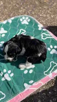 Zazu, a male Miniature Schnauzer for sale in Marrero, LA – 2 of 3