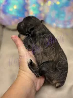 Sonny, a male Miniature Schnauzer for sale in Marrero, LA – 1 of 9