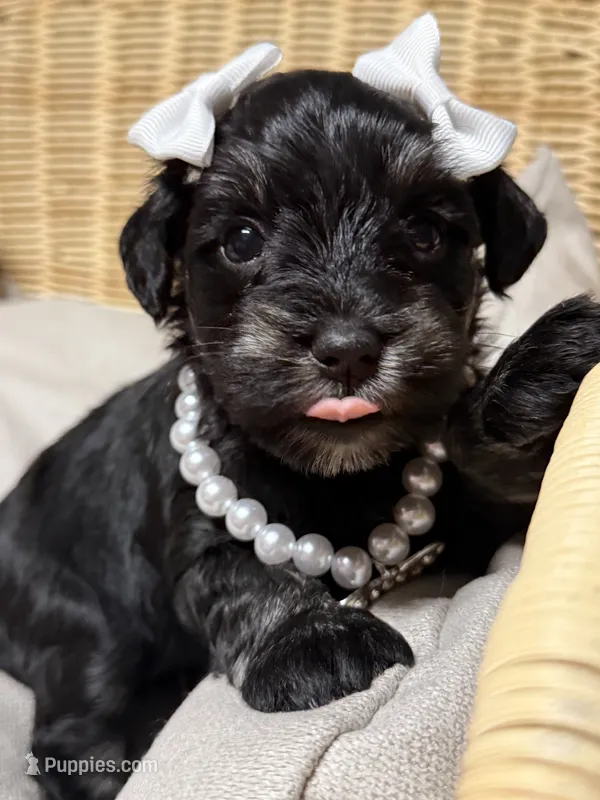 Lil Deville  – Miniature Schnauzer puppy for sale in Marrero, LA