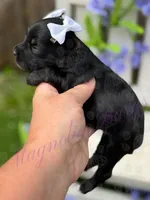 Lil Deville , a female Miniature Schnauzer for sale in Marrero, LA – Photo 8 of 10