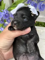 Lil Deville , a female Miniature Schnauzer for sale in Marrero, LA – Photo 5 of 10