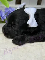 Lil Deville , a female Miniature Schnauzer for sale in Marrero, LA – Photo 9 of 10