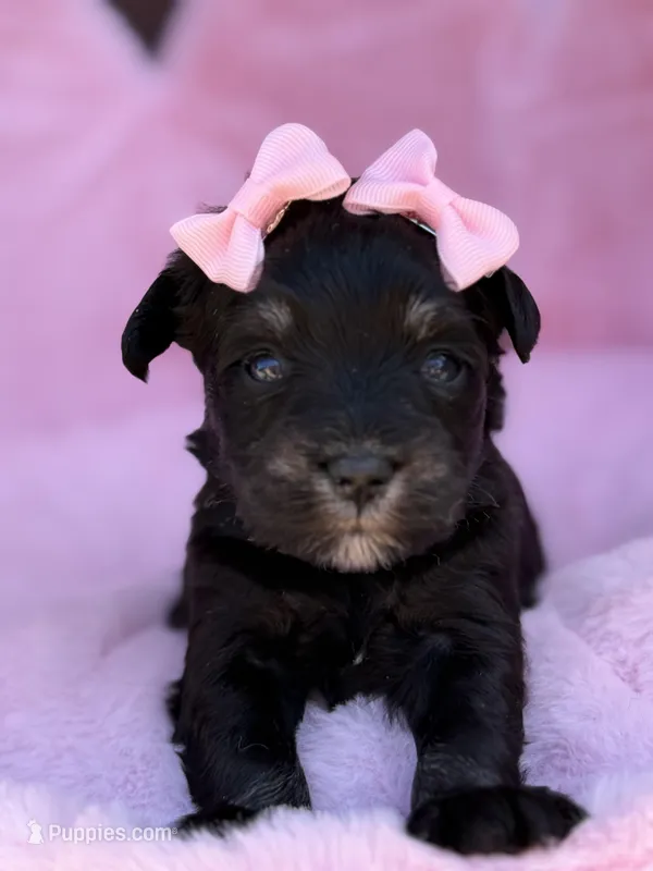 Lil Deville  – Miniature Schnauzer puppy for sale in Marrero, LA