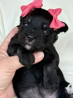 Lil Deville , a female Miniature Schnauzer for sale in Marrero, LA – Photo 3 of 10