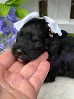 Lil Deville , a female Miniature Schnauzer for sale in Marrero, LA – Photo 10 of 10