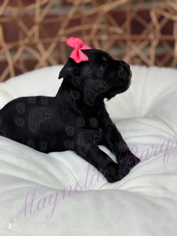 Lil Deville  – Miniature Schnauzer puppy for sale in Marrero, LA
