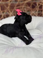 Lil Deville , a female Miniature Schnauzer for sale in Marrero, LA – Photo 1 of 10