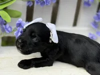 Lil Deville , a female Miniature Schnauzer for sale in Marrero, LA – Photo 6 of 10