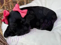 Lil Deville , a female Miniature Schnauzer for sale in Marrero, LA – Photo 4 of 10
