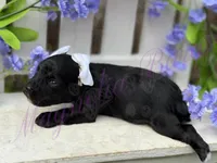 Lil Deville , a female Miniature Schnauzer for sale in Marrero, LA – Photo 7 of 10