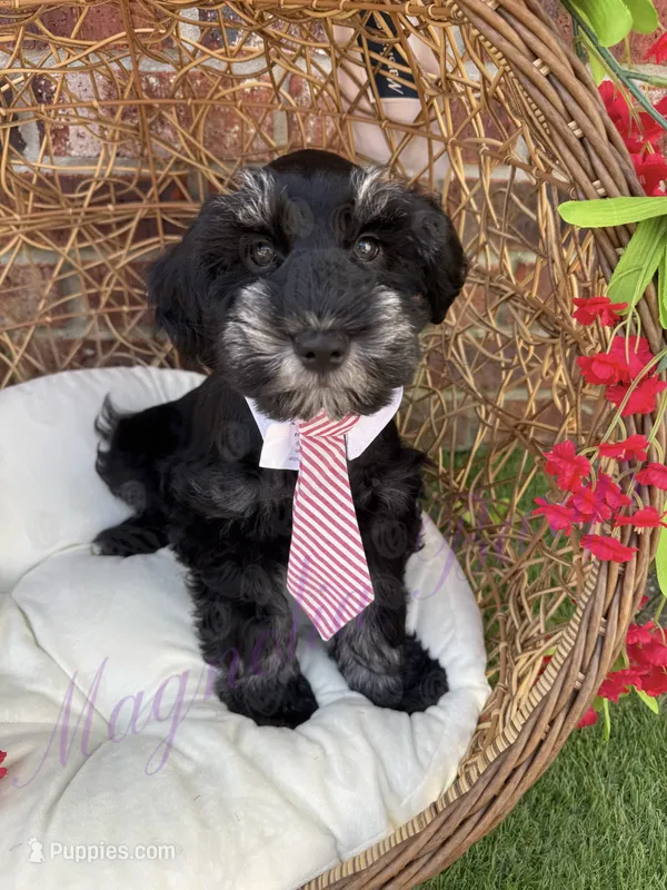 Tommy  – Miniature Schnauzer puppy for sale in Marrero, LA