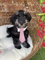 Tommy , a male Miniature Schnauzer for sale in Marrero, LA – 1 of 10