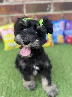 Susie, a female Miniature Schnauzer for sale in Marrero, LA – 6 of 10