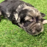 Fin Tutuola, a male Miniature Schnauzer for sale in Marrero, LA – Photo 7 of 8