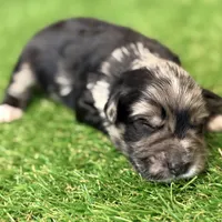 Fin Tutuola, a male Miniature Schnauzer for sale in Marrero, LA – Photo 1 of 8