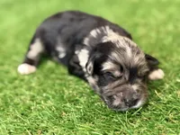 Fin Tutuola, a male Miniature Schnauzer for sale in Marrero, LA – Photo 1 of 8