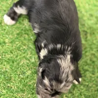 Fin Tutuola, a male Miniature Schnauzer for sale in Marrero, LA – Photo 6 of 8