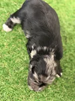 Fin Tutuola, a male Miniature Schnauzer for sale in Marrero, LA – Photo 6 of 8