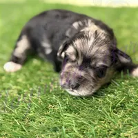 Fin Tutuola, a male Miniature Schnauzer for sale in Marrero, LA – Photo 4 of 8