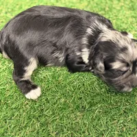 Fin Tutuola, a male Miniature Schnauzer for sale in Marrero, LA – Photo 8 of 8