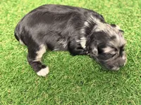 Fin Tutuola, a male Miniature Schnauzer for sale in Marrero, LA – Photo 8 of 8