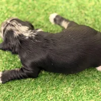Fin Tutuola, a male Miniature Schnauzer for sale in Marrero, LA – Photo 5 of 8
