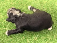 Fin Tutuola, a male Miniature Schnauzer for sale in Marrero, LA – Photo 5 of 8