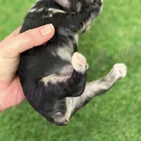Fin Tutuola, a male Miniature Schnauzer for sale in Marrero, LA – Photo 2 of 8