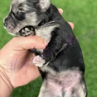Fin Tutuola, a male Miniature Schnauzer for sale in Marrero, LA – Photo 3 of 8