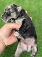 Fin Tutuola, a male Miniature Schnauzer for sale in Marrero, LA – Photo 3 of 8