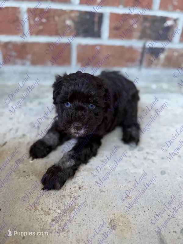 Mac  – Miniature Schnauzer puppy on hold in Marrero, LA