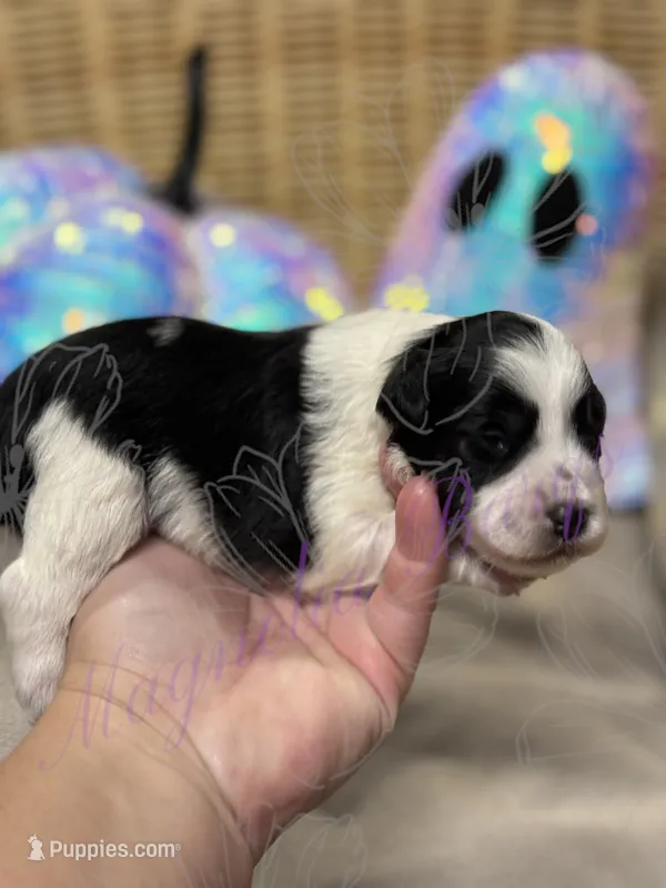 Putzie – Miniature Schnauzer puppy for sale in Marrero, LA