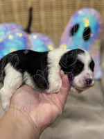 Putzie, a male Miniature Schnauzer for sale in Marrero, LA – 1 of 9