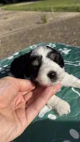 Simba, a male Miniature Schnauzer for sale in Marrero, LA – 3 of 3