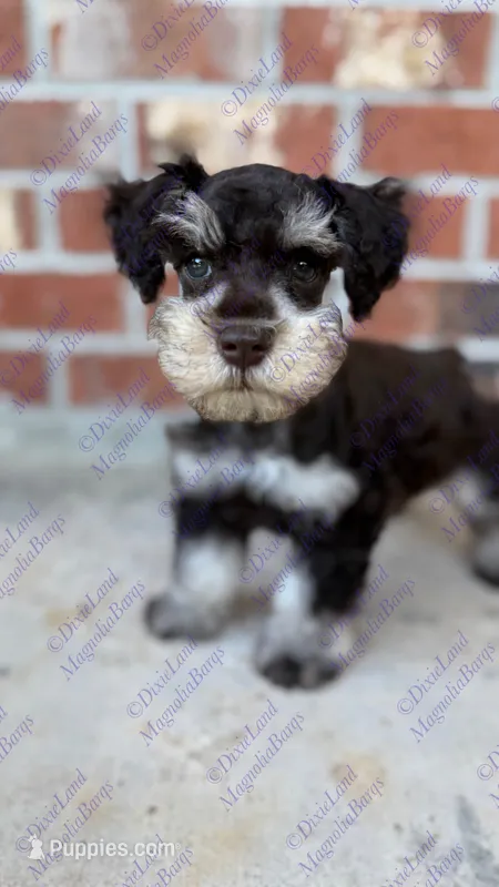 Pumbaa – Miniature Schnauzer puppy for sale in Marrero, LA