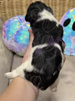 Cha-cha, a female Miniature Schnauzer for sale in Marrero, LA – 4 of 10